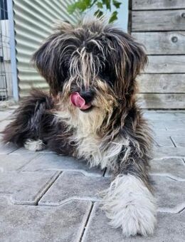 Maggy - Wuschelmaus auf 3 Pfoten - Weilheim (Oberbayern)