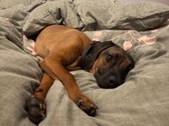 Bay. Gebirgsschweißhund BGS - Karlsfeld