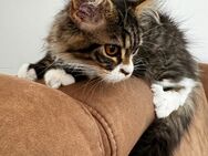 Maine Coon Kitten mit Stammbaum - Nürnberg