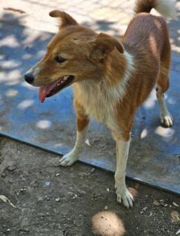 Esperanza- neue Hoffnung gesucht - Nürnberg