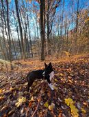 Mischlings Hündin in 08451