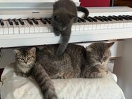 Hauskatzen - Plochingen