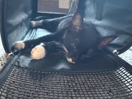 🏷️ Rasse: Meist Hauskatze / Europäisch Kurzhaar Tuxedo-Katze (schwarz-weißes Fellmuster) - Geilenkirchen Zentrum