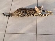 Diva,Dina zwei Reinrassige Bengal Kitten mit Stammbaum - Ankum