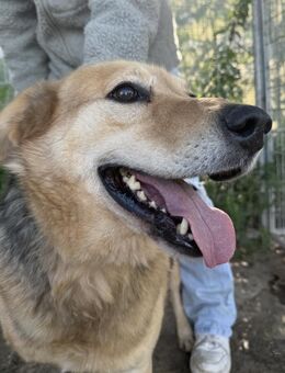 Jago - toller Bursche auf drei Beinen - Köln