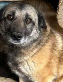 Rona braucht Ruhe 🐾 - Elsdorf (Nordrhein-Westfalen)