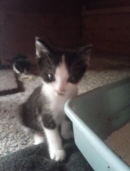 Kitten, Kätzchen ,Mixkätzchen, Katze - Bippen