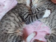 Zwei Katzenbabys - Kitten - suchen liebevolle Hände :) - Wachtberg