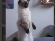 .Reinrassige Ragdoll Kitten Seal/Blue Point(Youtube Videos, ) - Bitburg