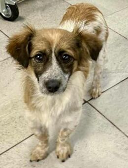 Nori - freundlich & katzenverträglich - Koblenz