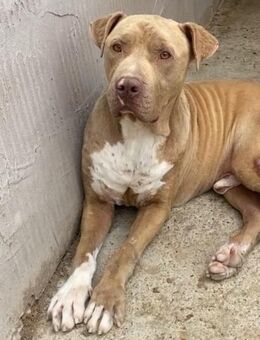 Bruno - menschenbezogen, verschmust - Westerholt