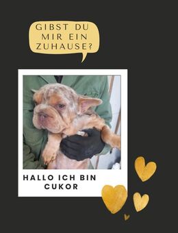 CUKOR PP Welpe sucht endlich Liebe - Neustadt (Rübenberge)