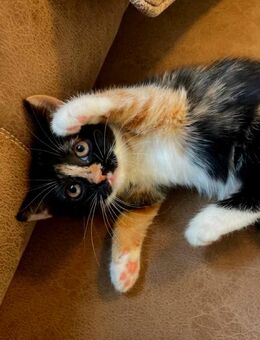 Dreifarbige Prinzessin (Babykatze) - Witten