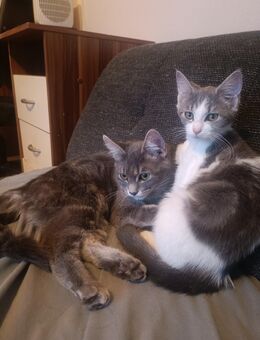 BKH katze.weiss grau - Hagen (Stadt der FernUniversität) Dahl