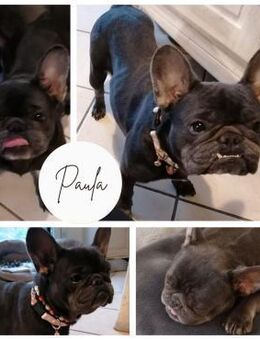 PAULA PP Sanftes Mädchen sucht Liebe - Neustadt (Rübenberge)