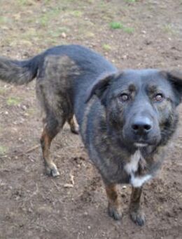 ♡Dar♡ - hat ein großes Herz - Alfeld (Leine)