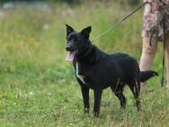 sozialer Hund namens Fenya - Augsburg