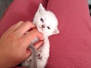 Britisch Kurzhaar Baby Katzen - Nürnberg