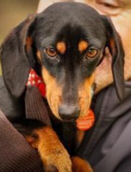 Lilly - liebe anhängliche kleine Hündin - Lohmar
