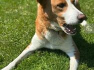 Foxy Freundliche, lebensfrohe Hündin - Unterföhring