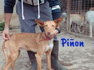 Piñon liebenswerter Podenco 03/24 ESP - Ruppertsecken