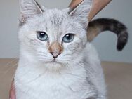 Lia - bildhübsche junge Thai Katze - Wilhelmsfeld