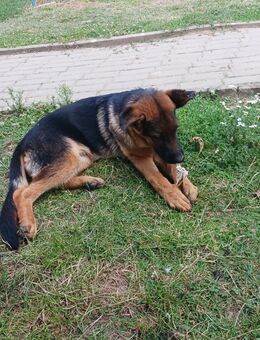 Rüden Schäferhundwelpe - Gerbstedt