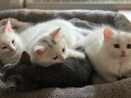 Türkisch Angora Kitten suchen ein neues Zuhause - Köln