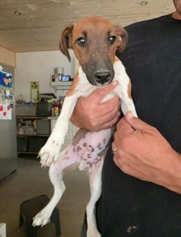 🐾🐶 Paul sucht ein liebevolles Zuhause - Stuttgart