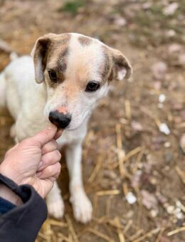 Tofu Mix Hündin ca.1,5 Jahre alt Ungarn - Reutlingen