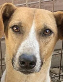 OLIVIA-hübsche Hündin mit Potential,59cm - Rösrath