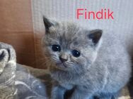 SÜSSE BKH KITTEN - Gevelsberg