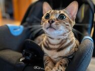 Bengal Katze - Sankt Ingbert