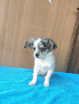 Mischlinge - Barby (Elbe) Lödderitz