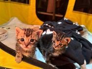 Penca & Tormo - Kitten suchen gemeinsam - Bad Camberg