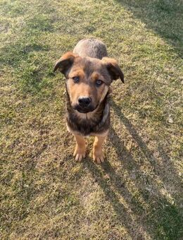 💙 𝐁𝐀𝐋𝐔 - verspieltes Energiebündel - Markkleeberg