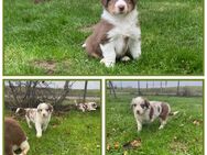 Australian Shepherd Welpen abzugeben - Bernitt