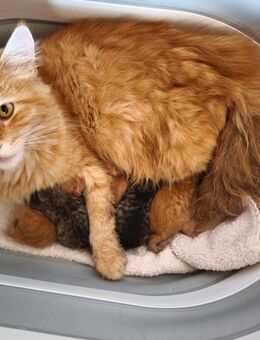 Perser Maine Coon Mix Kitten - Daxweiler