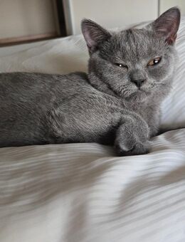 Britisch Kurzhaar Kitten Kater dunkelgrau - Starnberg