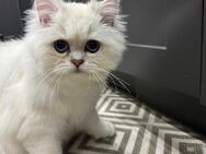 Britisch Halb-Langhaar Kater – Schneeweiß mit blauen Augen – Hochwertiges Zubehör inklusive - Bielefeld
