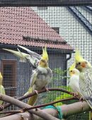 junge Nymphensittiche in 98544