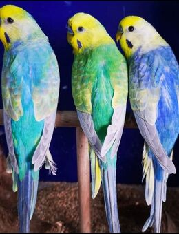 Nestjunge Baby Rainbow Wellensittiche Junge Rainbows - Duisburg