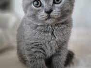 BKH Kitten - Kreuztal