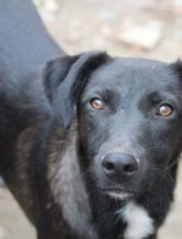 Yuri ist ein sanfter, lieber Hundejunge - Karben