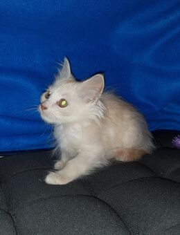 Orientalen Mix Kätzchen, Kurz- und Langhaar - Beselich