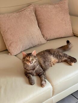 Traumkatze sucht Traum zuhause - Olpe