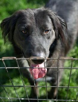 Bounty - freundlicher Riese mit Herz - Löwenberger Land
