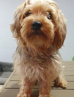 Max sucht ein neued Zuhause - Schmitten