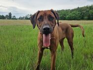 Liebevolles Zuhause gesucht 💛 - Magdeburg