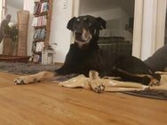 Rudi sucht seine Menschen - Kallmünz